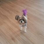 FloorsPlus Ash Blond - Gypsy
