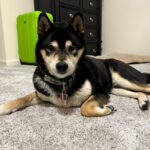 Cute dog on plush carpet